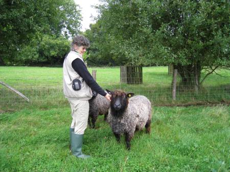 Some of Julia's friendly Wensleydale ewes